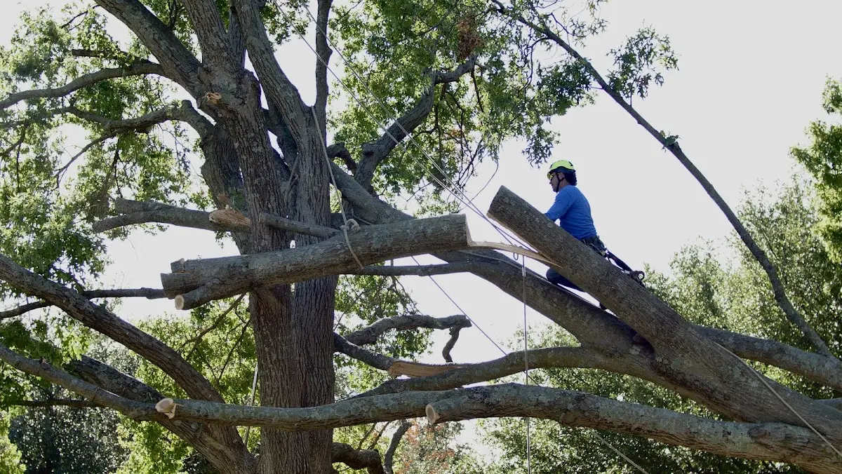 Professional Crown Thinning performed by certified arborists in Guildhall